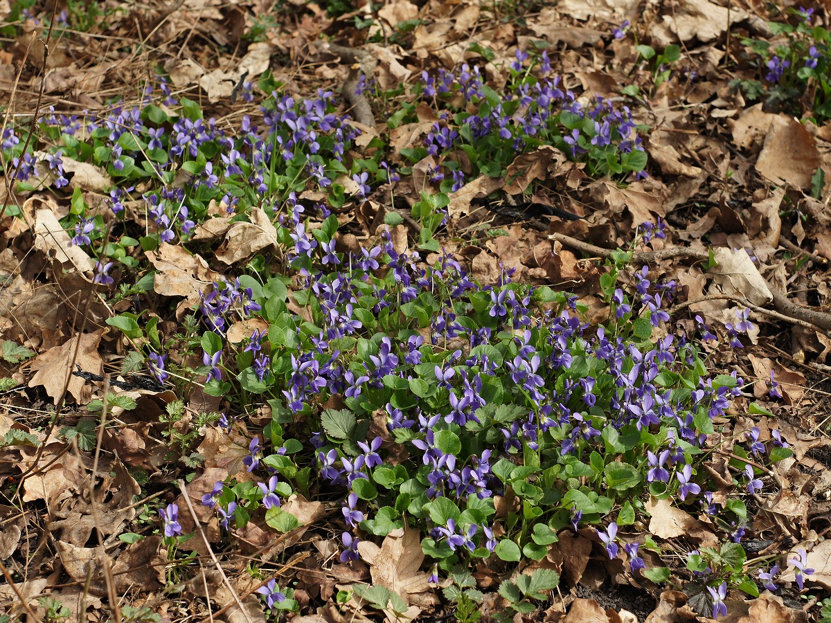 Image of genus Viola specimen.