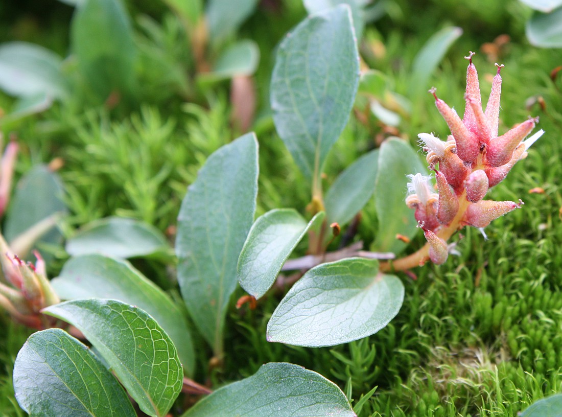 Image of Salix polaris specimen.