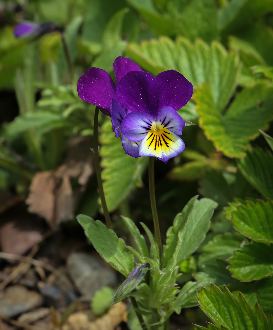 Изображение особи Viola tricolor.