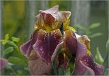 Iris × hybrida. Цветки с каплями дождя. Московская обл., Раменский р-н, окр. дер. Хрипань, садовый участок. 11.06.2024.