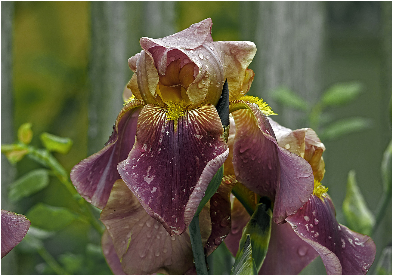 Image of Iris &times; hybrida specimen.