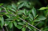 Ulmus pumila