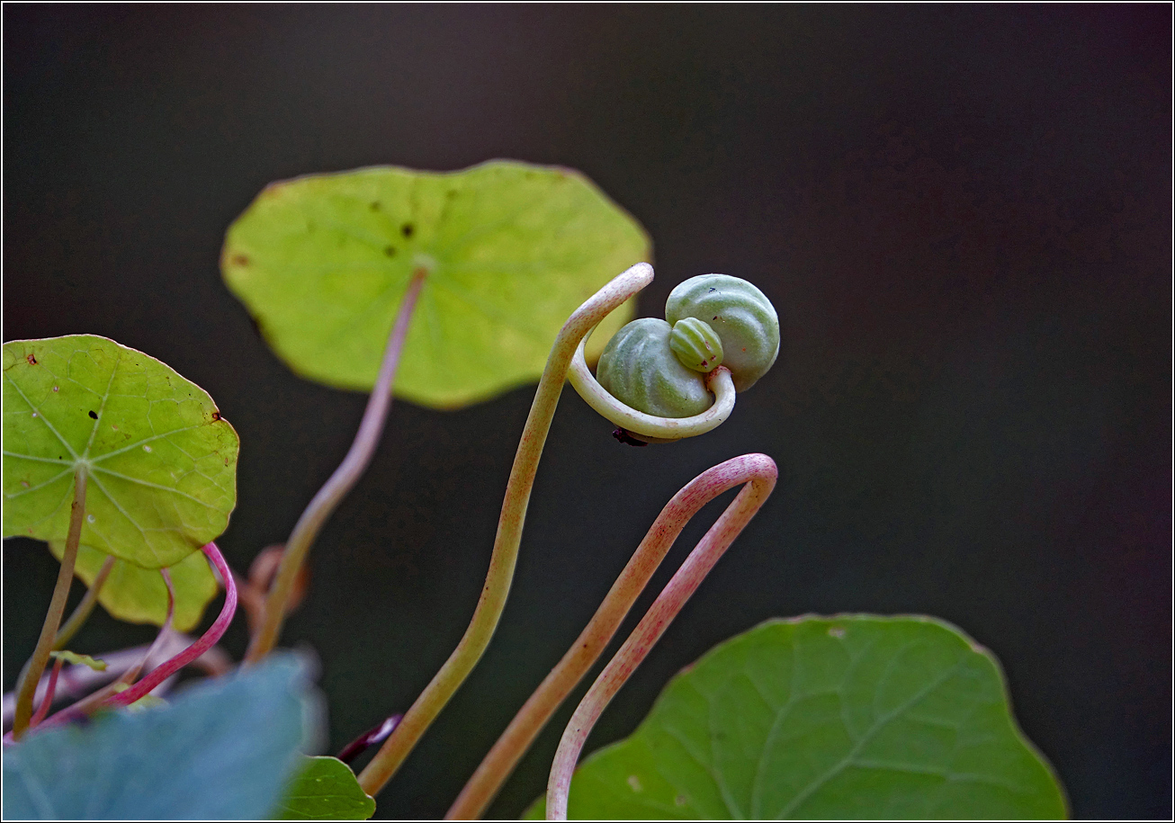 Image of Tropaeolum majus specimen.
