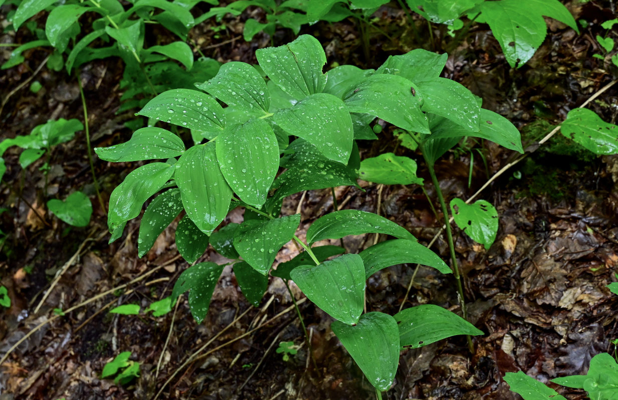 Изображение особи Polygonatum glaberrimum.