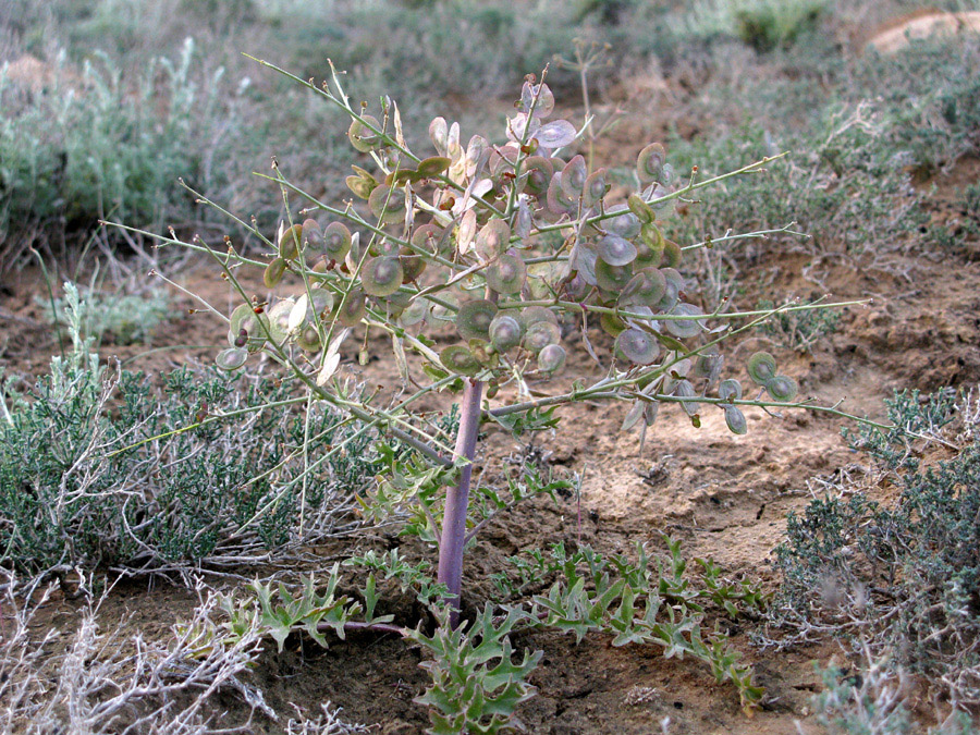 Изображение особи Megacarpaea megalocarpa.