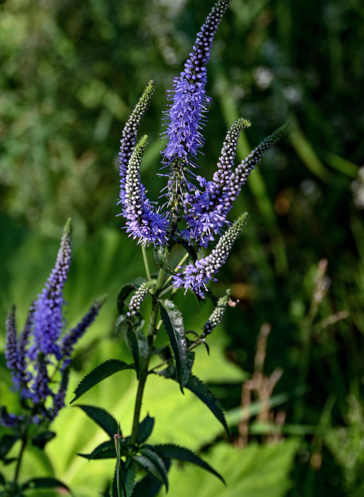 Image of Veronica longifolia specimen.