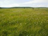 Eriophorum