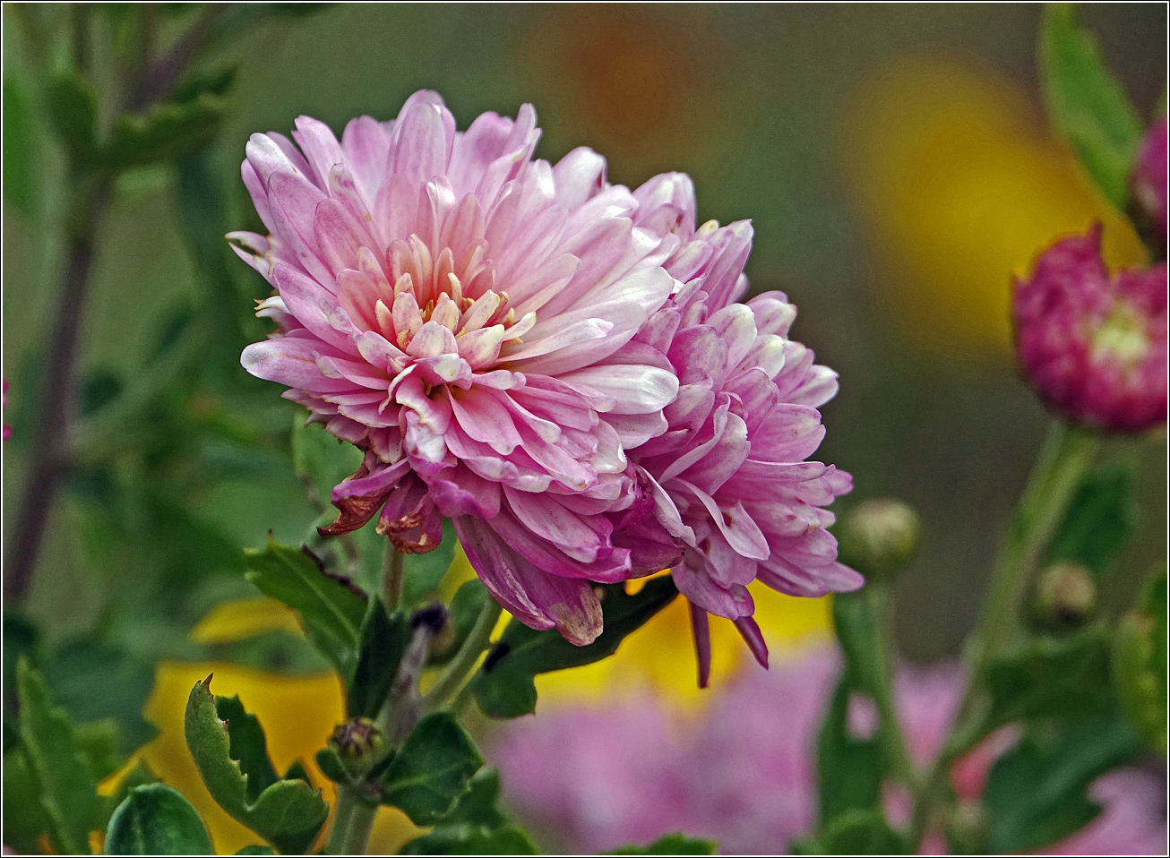 Изображение особи Chrysanthemum indicum.