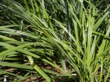 Carex pendula