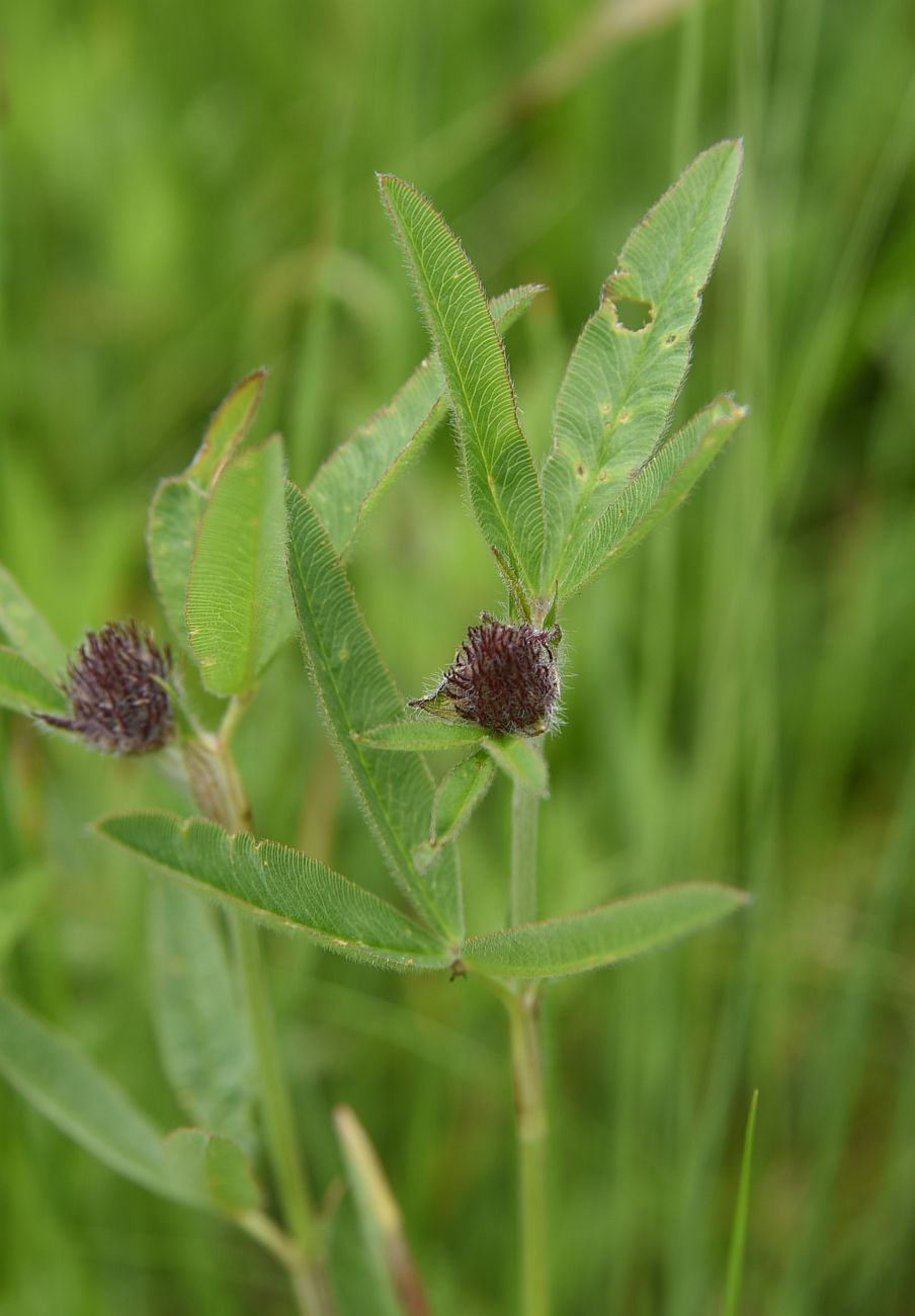 Изображение особи Trifolium alpestre.