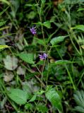 Solanum dulcamara