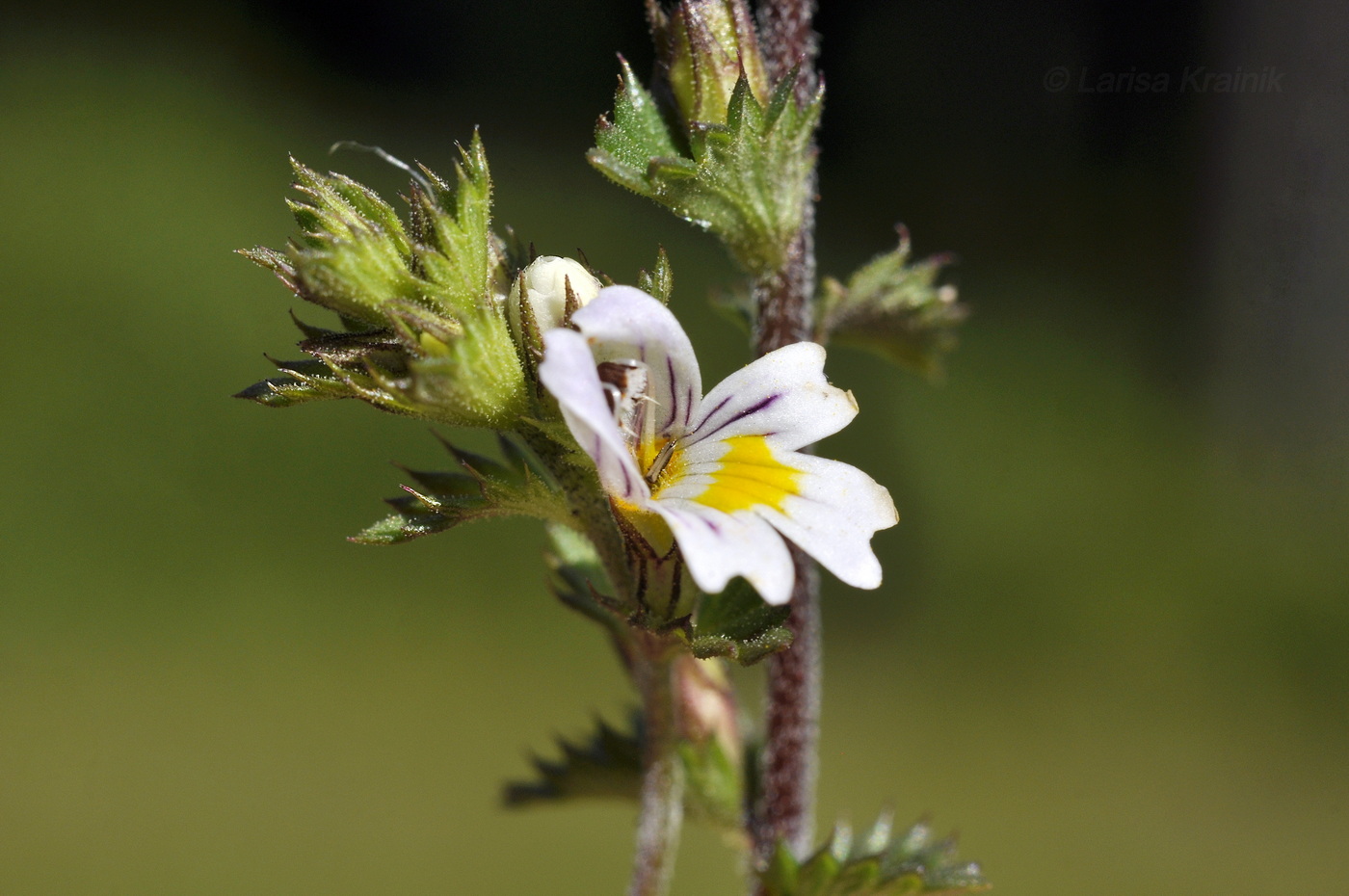 Изображение особи род Euphrasia.