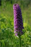 Dactylorhiza baltica