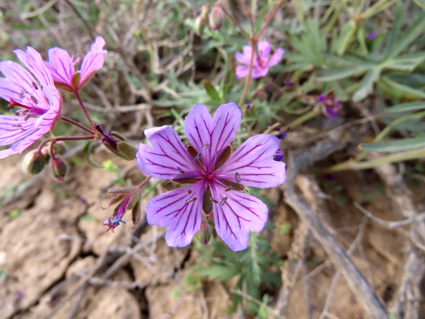 Изображение особи Geranium transversale.
