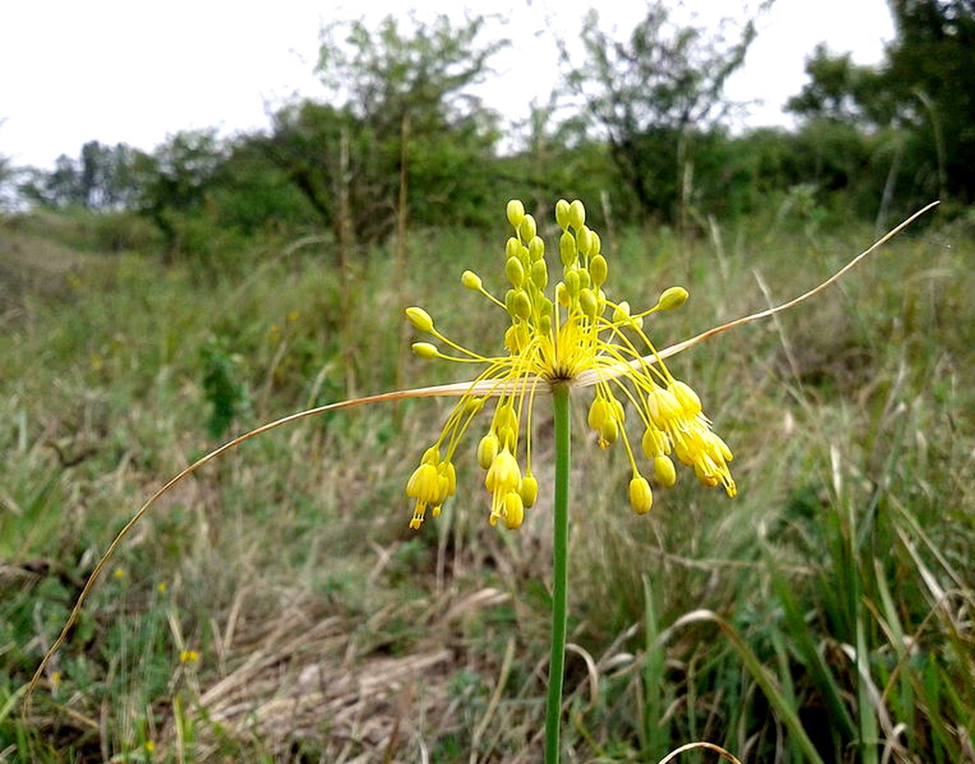 Image of Allium sphaeropodum specimen.