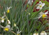 Narcissus × incomparabilis. Листья. Московская обл., Раменский р-н, окр. дер. Хрипань, садовый участок. 17.05.2025.