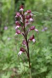 Himantoglossum comperianum. Соцветие. Крым, Севастополь, Байдарская дол., опушка лиственного леса, закустаренная поляна. 29 мая 2025 г.