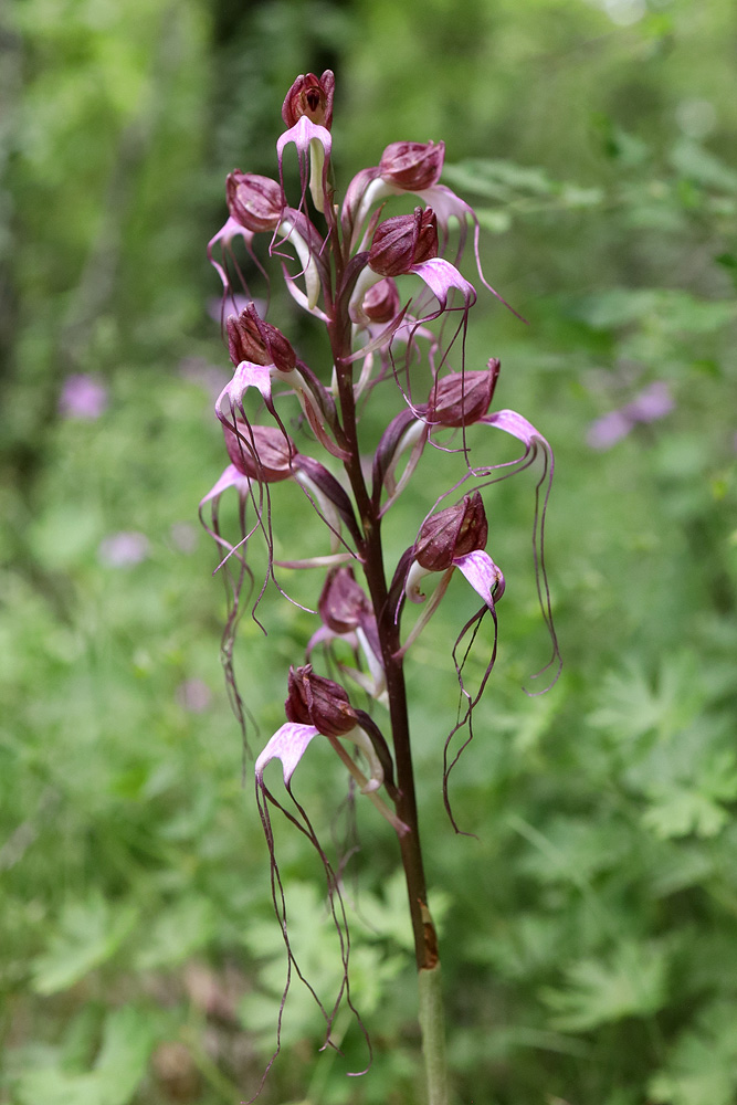 Image of Himantoglossum comperianum specimen.