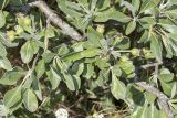 Pyrus elaeagrifolia