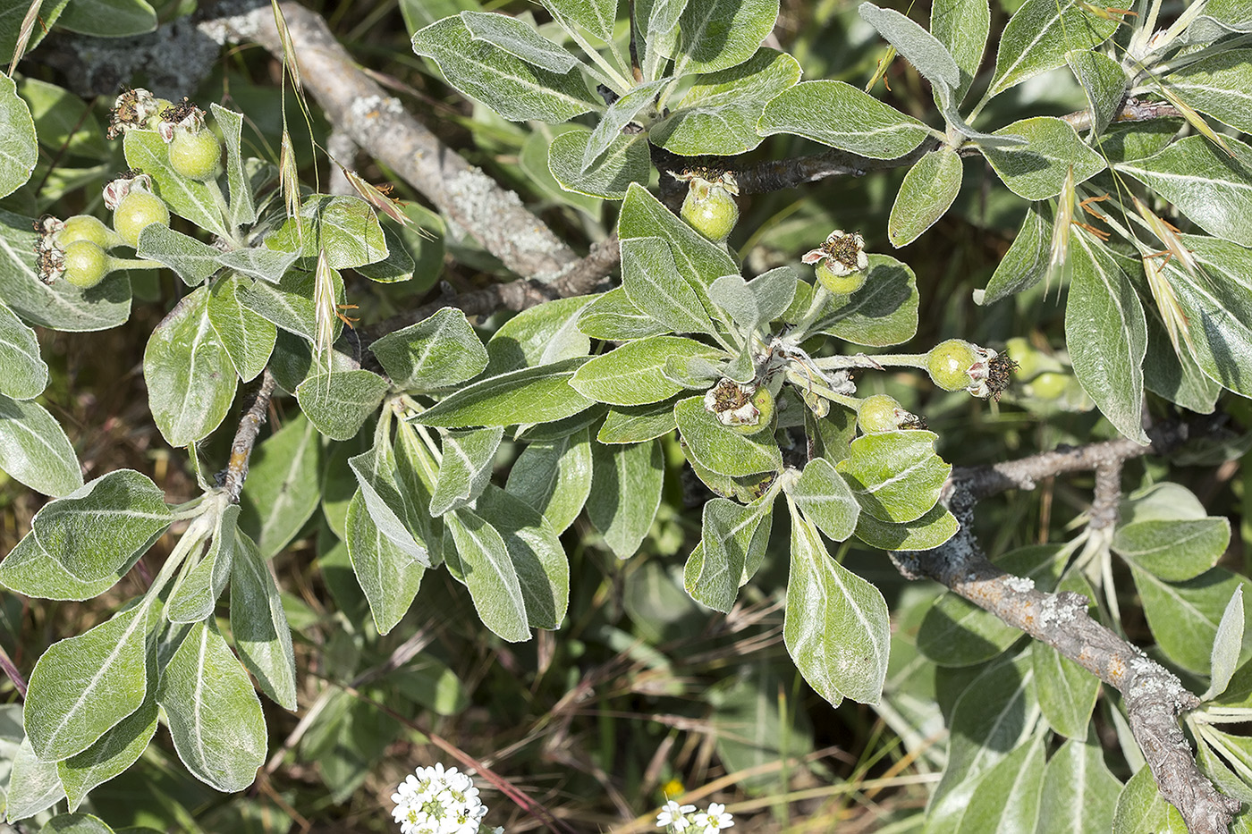 Изображение особи Pyrus elaeagrifolia.