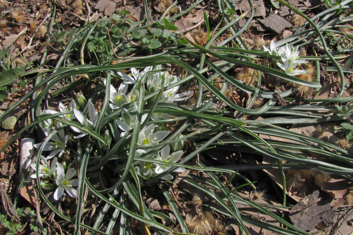 Изображение особи Ornithogalum refractum.