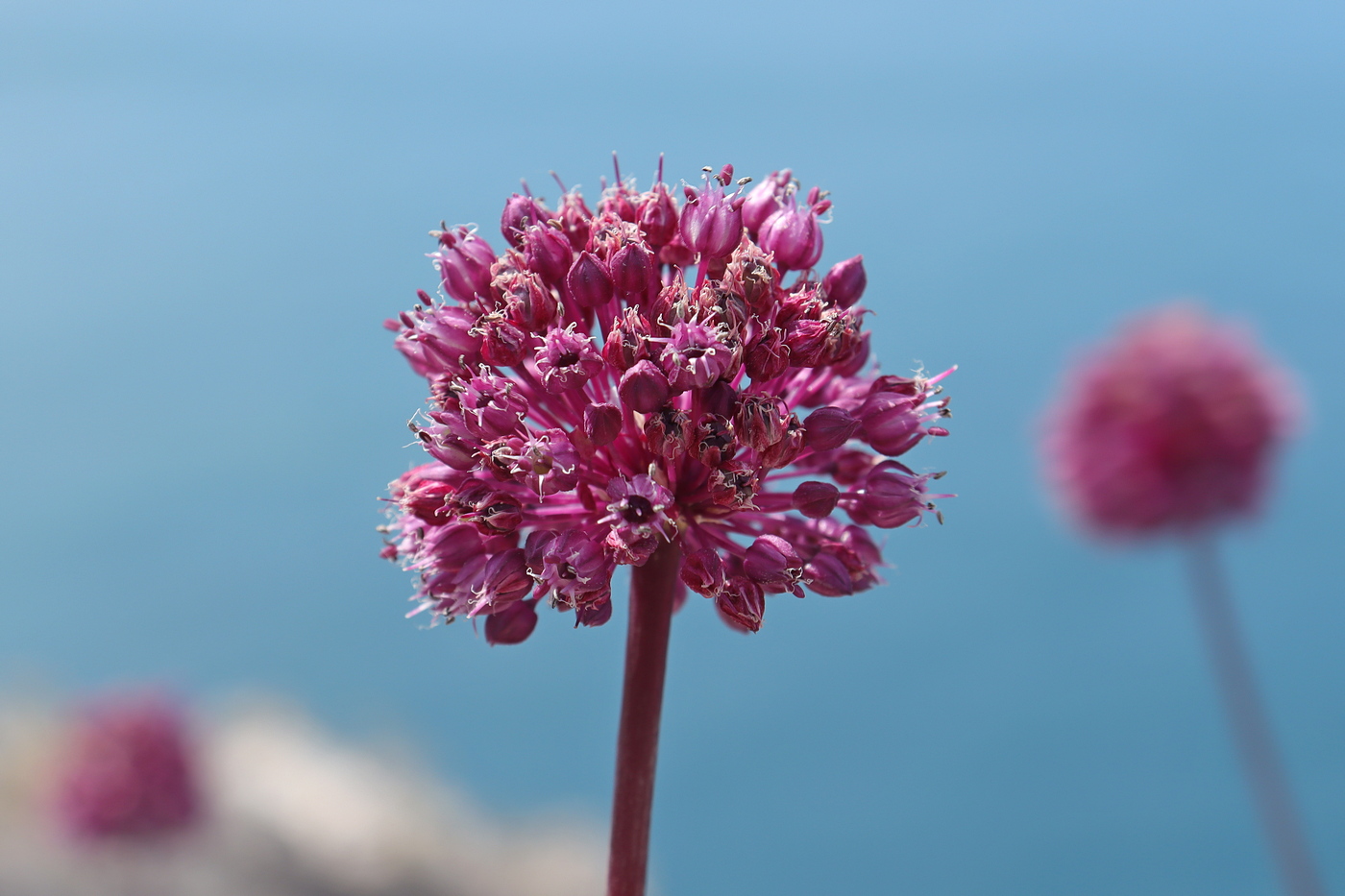 Image of Allium ampeloprasum specimen.