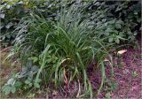 Hemerocallis × hybrida. Вегетирующее растение. Московская обл., Раменский р-н, окр. дер. Хрипань, садовый участок. 05.07.2025.