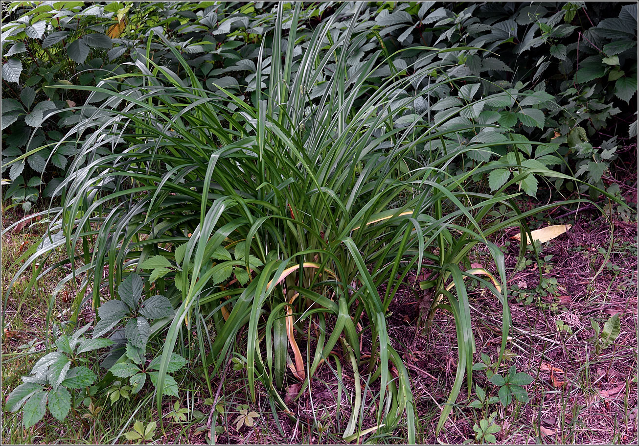 Изображение особи Hemerocallis × hybrida.