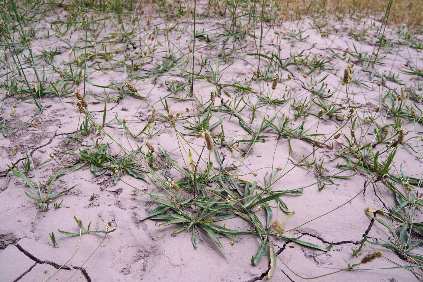 Изображение особи род Plantago.