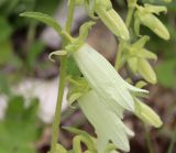 Campanula alliariifolia. Цветок с прицветником. Дагестан, Буйнакский р-н, подножие Гимринского хр., остепнённый луг с шиповниками и отдельными деревьями на оползающем известняковом склоне. 24.06.2025.