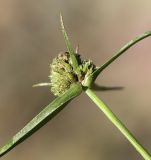 Cyperus michelianus. Верхушка побега с соцветием. Приморский край, Октябрьский р-н, окр. с. Чернятино, дол. р. Раздольная на левом берегу, пойма, на галечниково-илистой отмели. 08.09.2025.