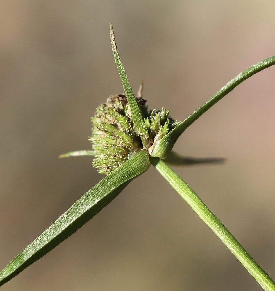Image of Cyperus michelianus specimen.