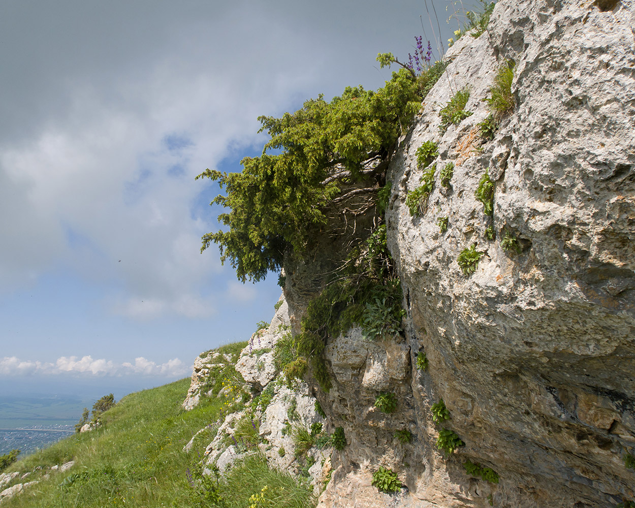 Image of Juniperus oblonga specimen.