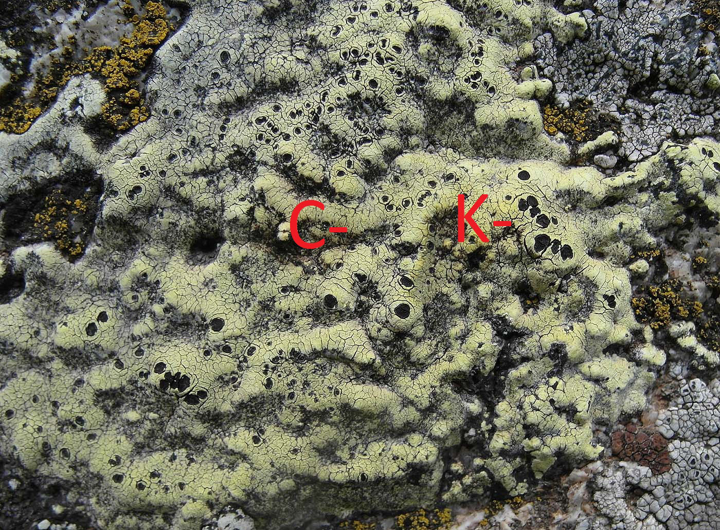 Image of Rhizocarpon lecanorinum specimen.