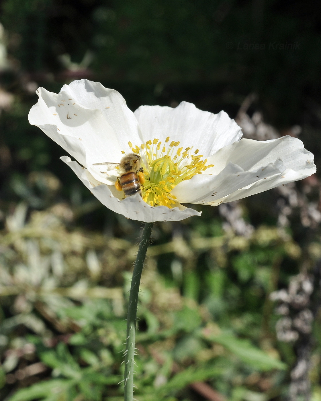 Изображение особи Papaver sokolovskajae.
