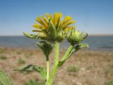 род Inula