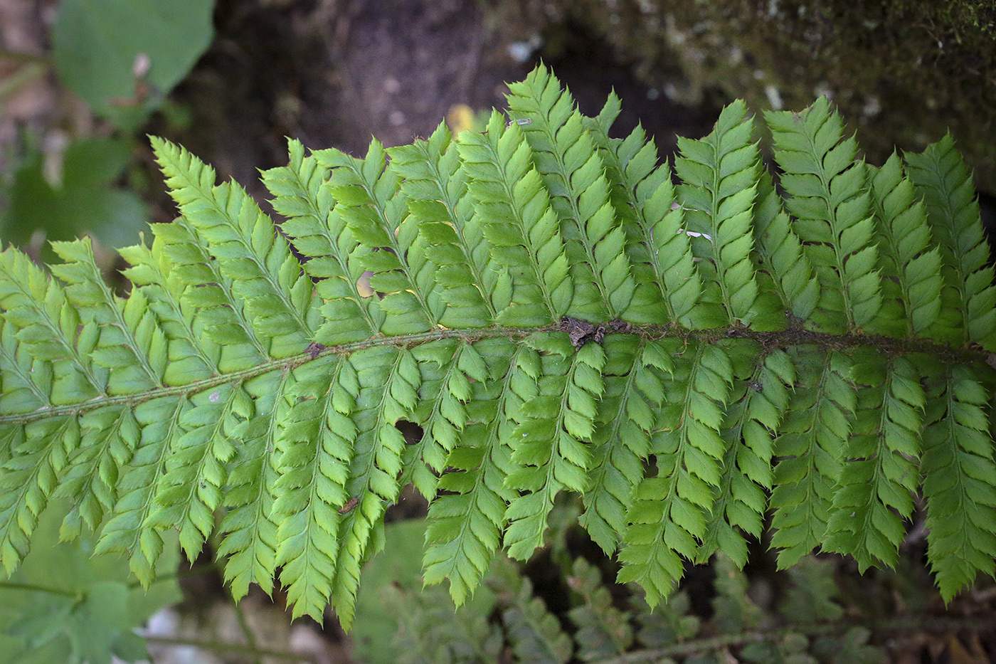 Изображение особи Polystichum aculeatum.