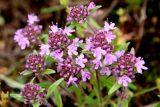 Thymus pallasianus