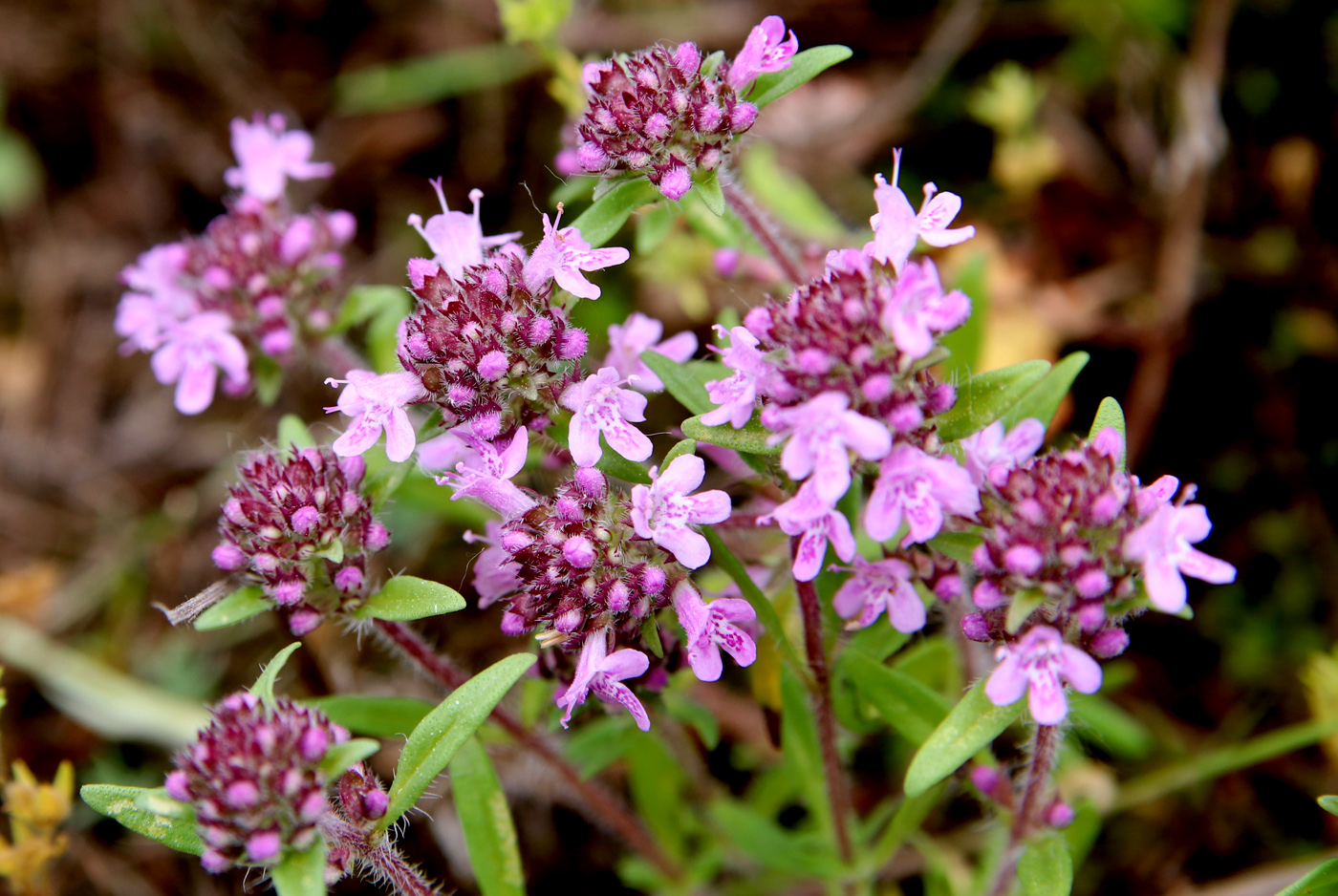 Image of Thymus pallasianus specimen.