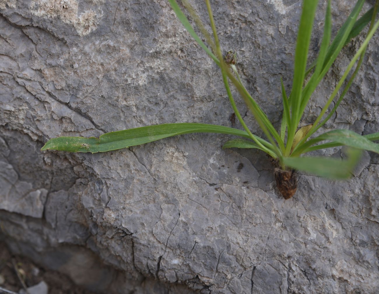 Изображение особи Plantago atrata.