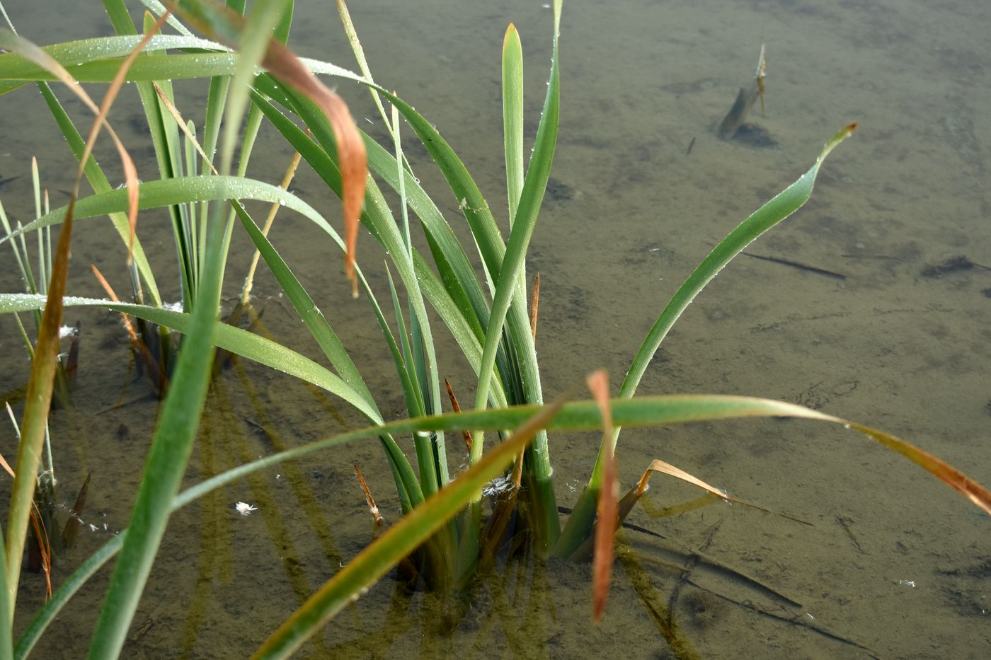 Изображение особи Typha latifolia.