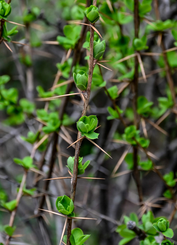Изображение особи Berberis diaphana.