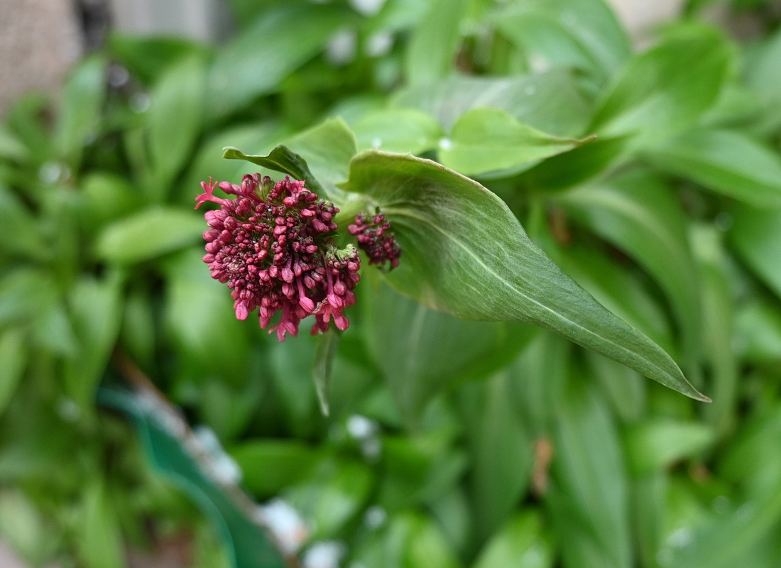 Изображение особи Centranthus ruber.