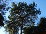 Pinus brutia