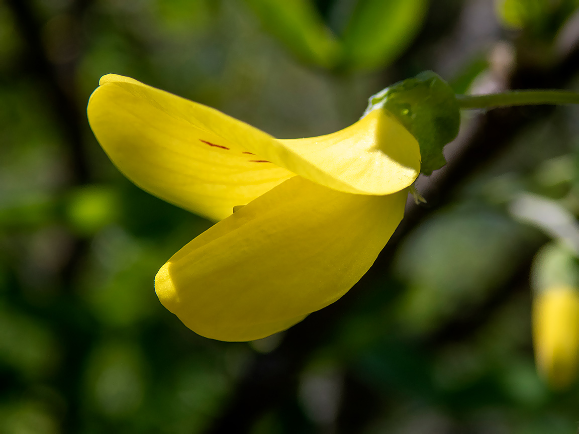 Image of Laburnum anagyroides specimen.