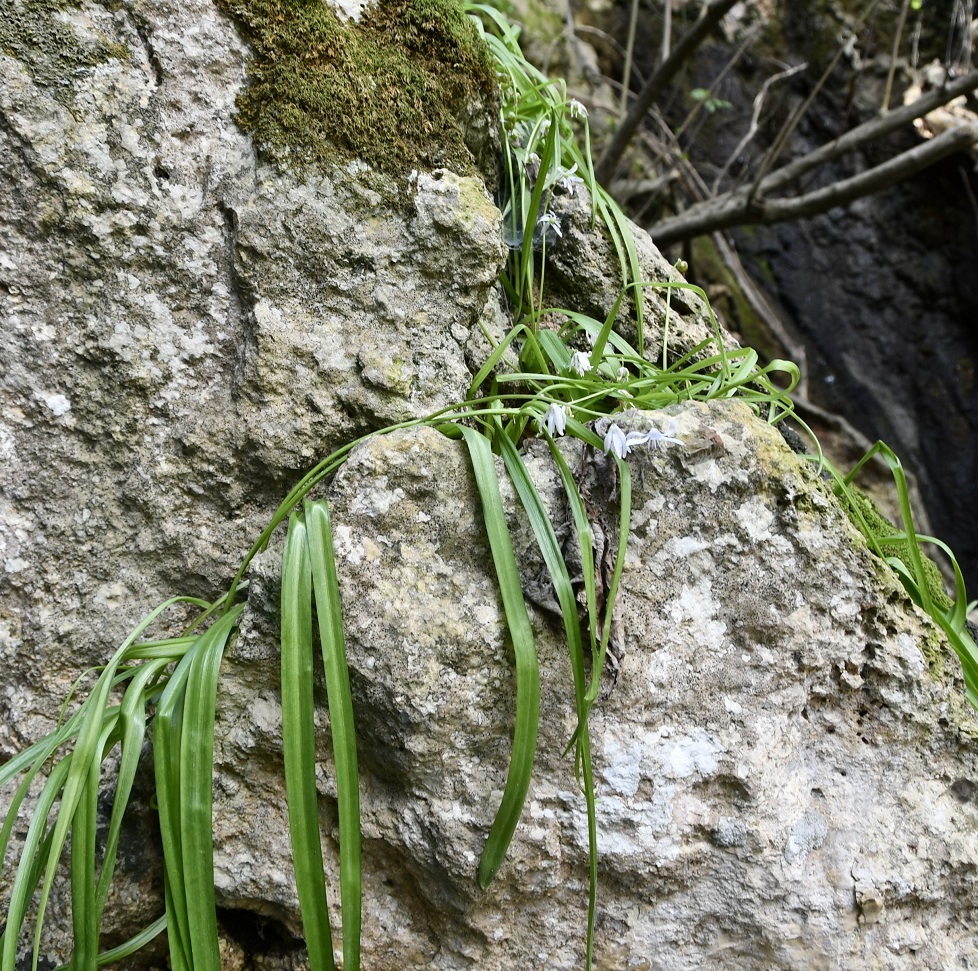 Изображение особи Scilla morrisii.