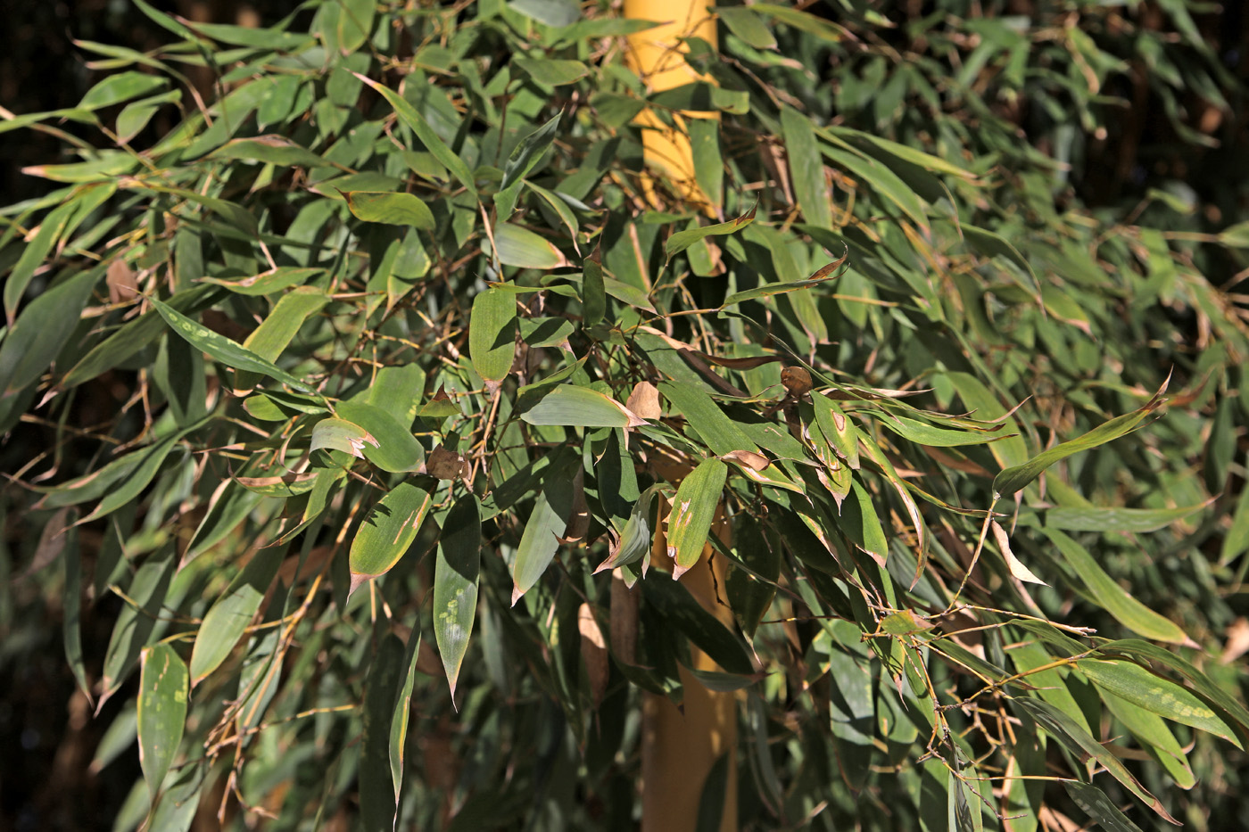 Изображение особи Phyllostachys aurea.