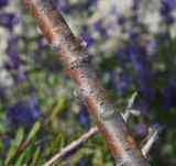 Rhamnus erythroxyloides. Часть ветки. Турция, ил Карс, окр. Ани, овраг Хачидзор. 28 мая 2025 г.