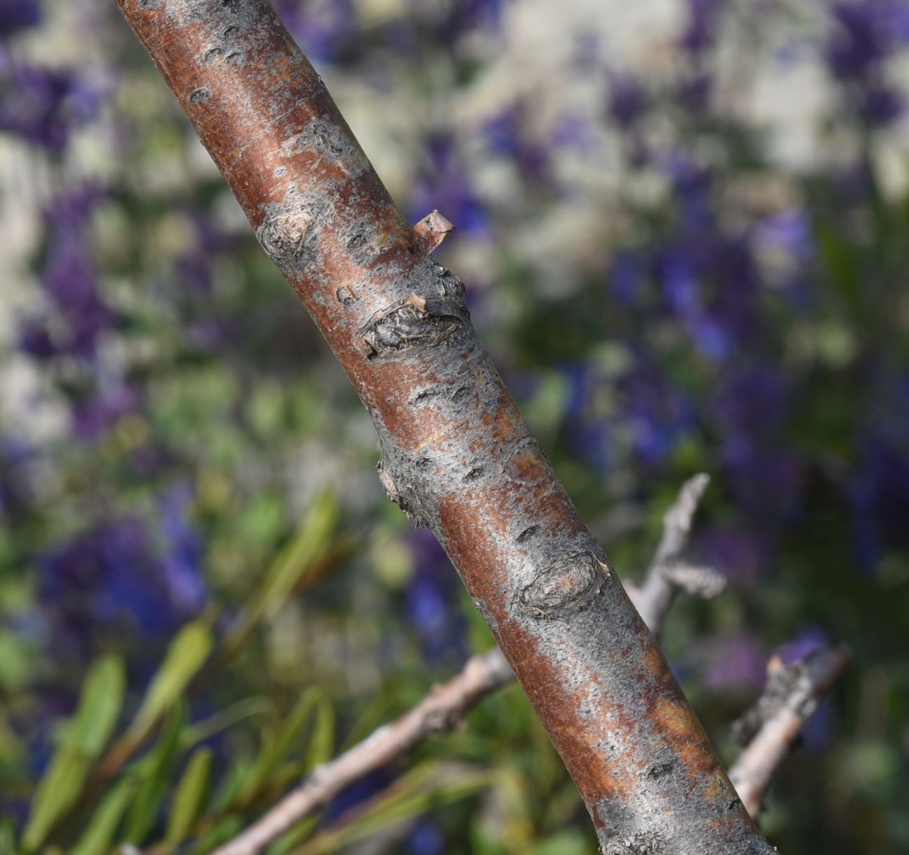 Изображение особи Rhamnus erythroxyloides.