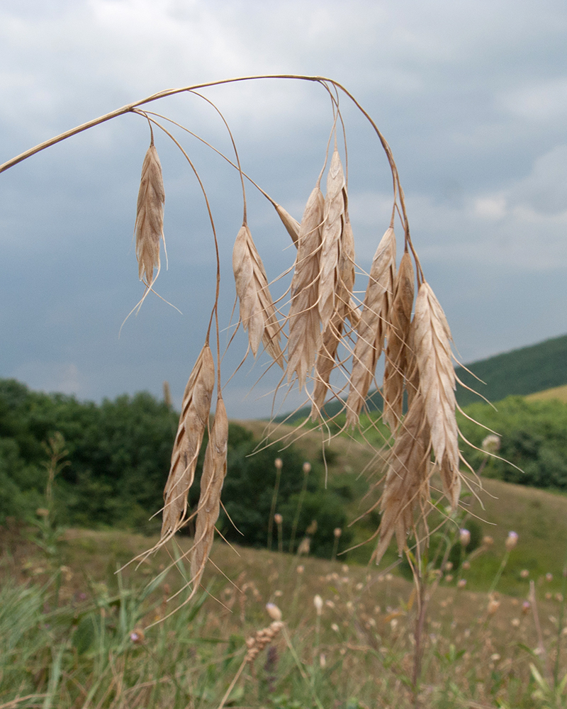 Изображение особи Bromus japonicus.
